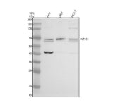 Anti-INTS11 Antibody Picoband® Boster Bio