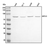 Anti-INTS13 Antibody Picoband® Boster Bio