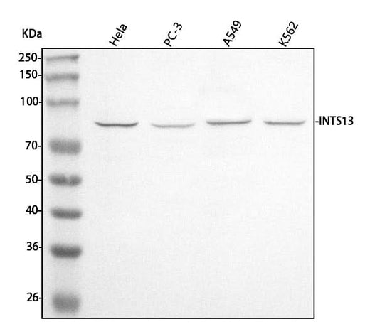 Anti-INTS13 Antibody Picoband® Boster Bio