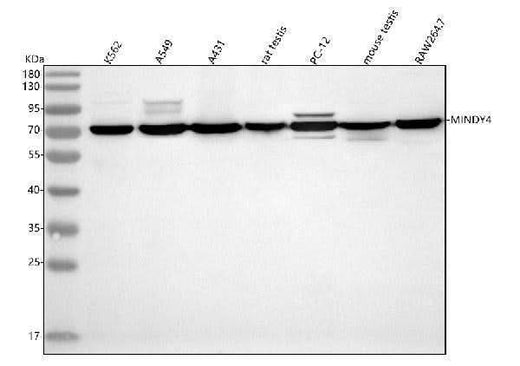 Anti-MINDY4 Antibody Picoband® Boster Bio