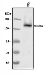 Anti-Mkl1/MRTFA Antibody Picoband® Boster Bio