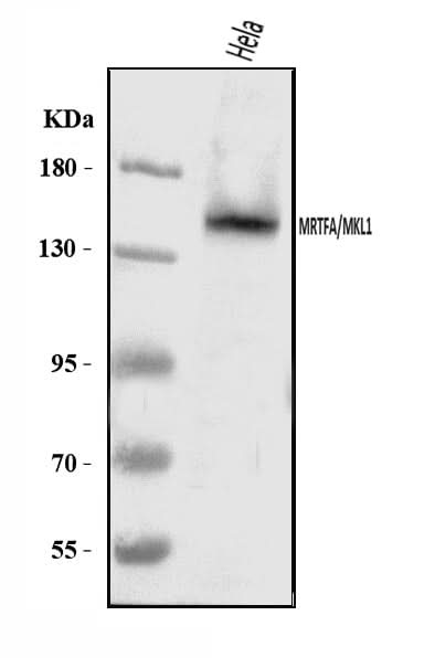 Anti-Mkl1/MRTFA Antibody Picoband® Boster Bio
