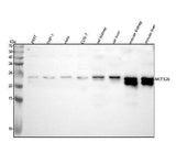 Anti-METTL26 Antibody Picoband® Boster Bio
