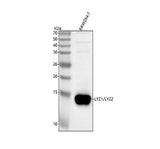 Anti-Lyz1/2 Antibody Picoband® Boster Bio