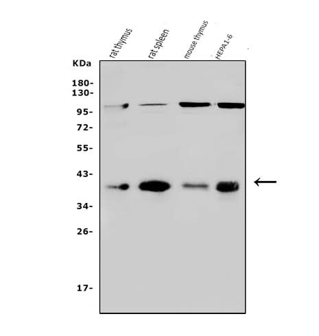 Anti-NADH2/Mtnd2 Antibody Picoband® Boster Bio