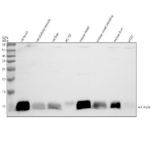 Anti-ATP8/MT-ATP8 Antibody Picoband® Boster Bio