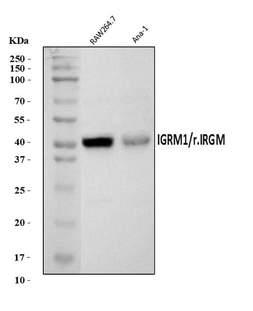 Anti-IRGM/Irgm1 Antibody Picoband® Boster Bio