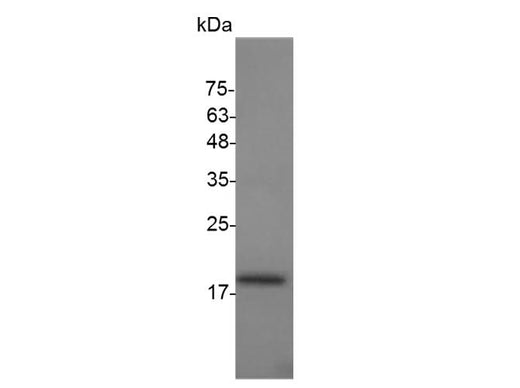 > 95 % as determined by reducing SDS-PAGE.