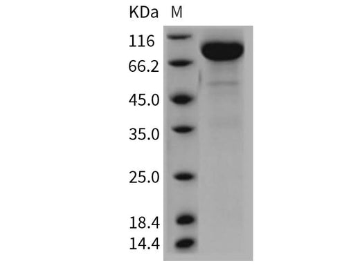> 90 % as determined by reducing SDS-PAGE.