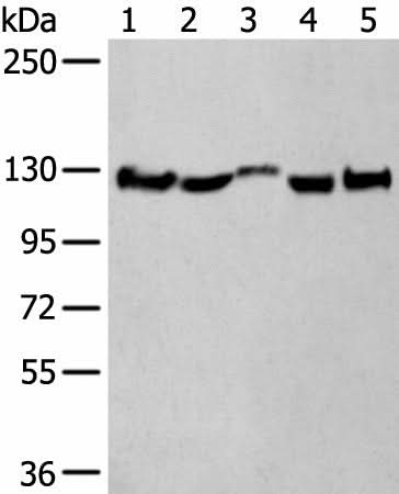 Western blot analysis of Rat brain tissue Mouse brain tissue Human fetal brain tissue Human cerebrum tissue Human cerebella tissue lysates using CNTN1 Polyclonal Antibody at dilution of 1:550