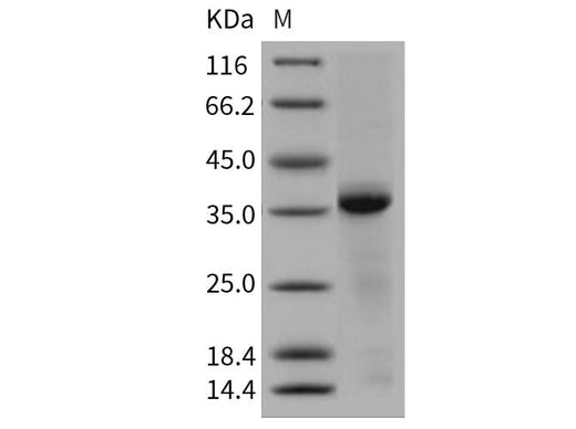 > 90 % as determined by reducing SDS-PAGE.