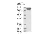 > 95 % as determined by reducing SDS-PAGE.