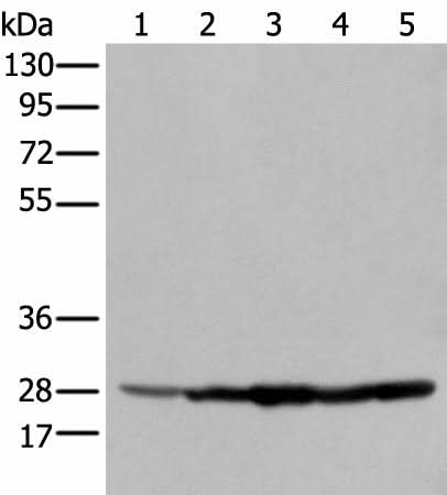 Western blot analysis of 293T cell Hela cell A549 cell using ECI1 Polyclonal Antibody at dilution of 1:350