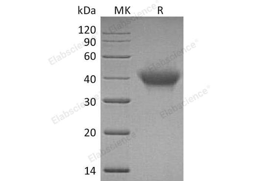 > 95 % as determined by reducing SDS-PAGE.