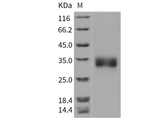 > 97 % as determined by reducing SDS-PAGE.