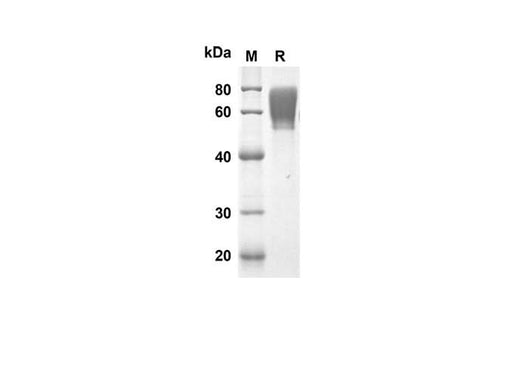 SDS-PAGE analysis of Rat CD48 proteins, 2 μg/lane of Recombinant Rat CD48 proteins was resolved with SDS-PAGE under reducing conditions, showing bands at 46.3 kDa.