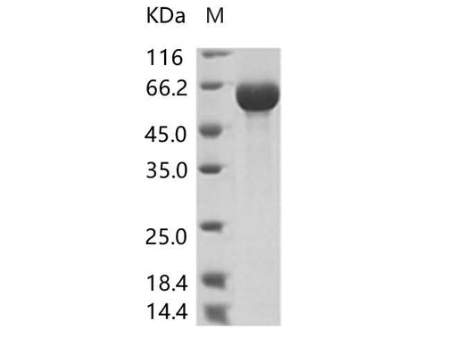 > 95 % as determined by reducing SDS-PAGE.