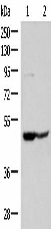 Western blot analysis of 293T and Jurkat cell lysates using C3AR1 Polyclonal Antibody at dilution of 1:400