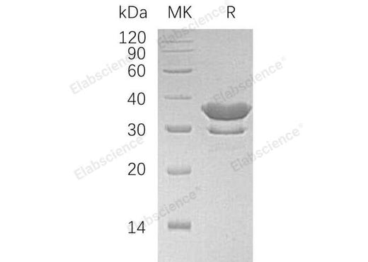 > 97 % as determined by reducing SDS-PAGE.