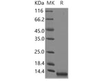 > 95 % as determined by reducing SDS-PAGE.