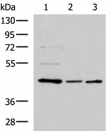 Western blot analysis of HepG2 HL60 and K562 cell lysates using ACTL6B Polyclonal Antibody at dilution of 1:800