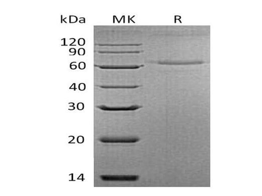 > 90 % as determined by reducing SDS-PAGE.