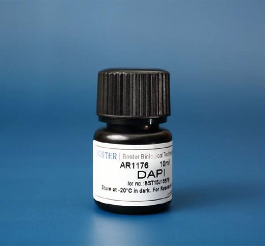DAPI (4',6-Diamidino-2-Phenylindole, Dihydrochloride) for nucleic acid staining Boster Bio