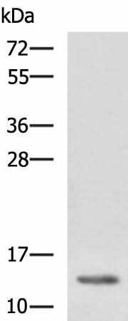Western blot analysis of K562 cell lysate using HBZ Polyclonal Antibody at dilution of 1:1150