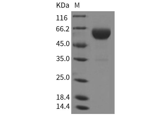 > 95 % as determined by reducing SDS-PAGE.