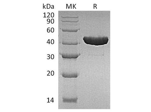 Recombinant E.coli Tryptophan Synthase β Chain/Trp B Protein (His Tag) - ABMIUM