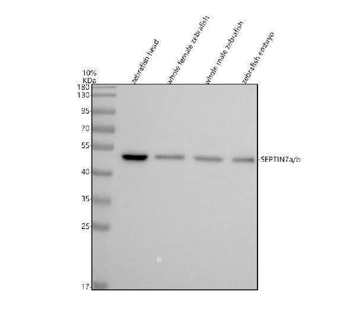 Anti-Zebrafish SEPTIN7A/B Antibody Picoband® Boster Bio
