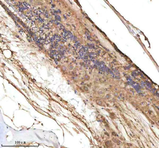 Anti-Zebrafish CXCL8A Antibody Boster Bio