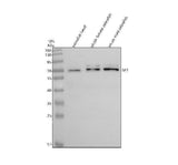 Anti-Zebrafish SF1 Antibody Picoband® Boster Bio