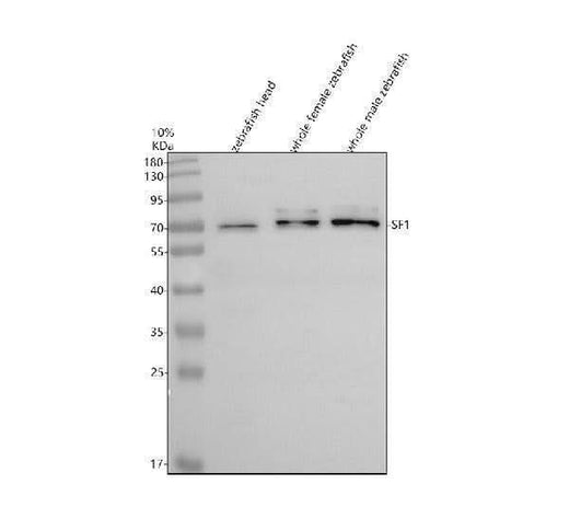 Anti-Zebrafish SF1 Antibody Picoband® Boster Bio