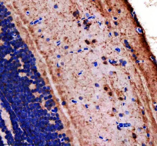 Anti-Zebrafish LONP1 Antibody Boster Bio