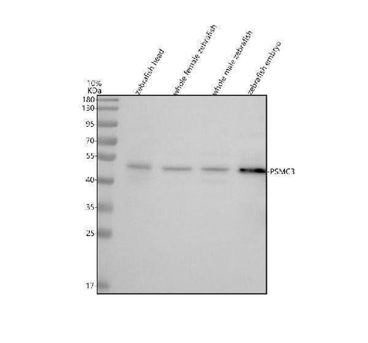 Anti-Zebrafish TBP-1/PSMC3 Antibody Picoband® Boster Bio