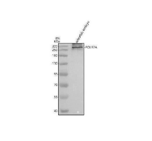 Anti-Zebrafish POLR2A Antibody Picoband® Boster Bio