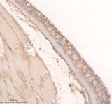 Anti-Zebrafish TRPM2 Antibody Boster Bio