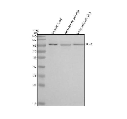 Anti-Zebrafish Importin Beta/KPNB1 Antibody Picoband® Boster Bio