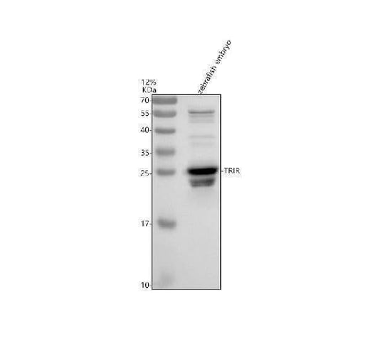 Anti-Zebrafish TRIR Antibody Picoband® Boster Bio