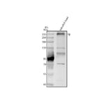 Anti-Zebrafish Thyroglobulin/TG Antibody Picoband® Boster Bio