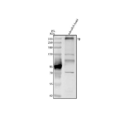 Anti-Zebrafish Thyroglobulin/TG Antibody Picoband® Boster Bio
