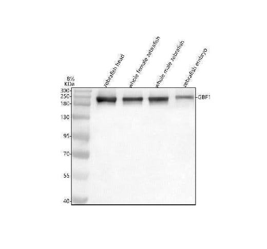 Anti-Zebrafish GBF1 Antibody Picoband® Boster Bio