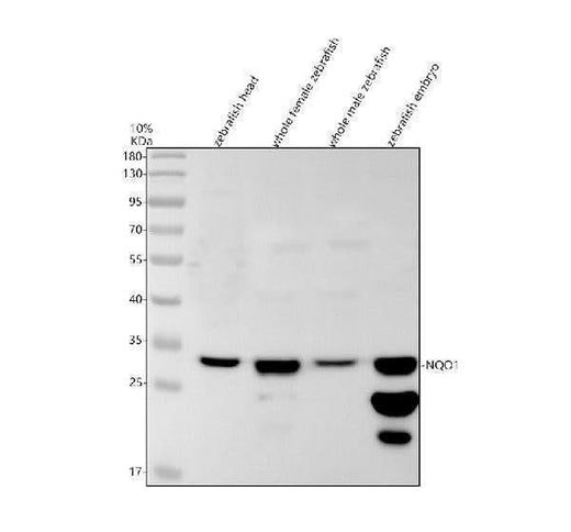 Anti-Zebrafish NQO1 Antibody Picoband® Boster Bio