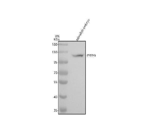 Anti-Zebrafish PRPF6 Antibody Picoband® Boster Bio