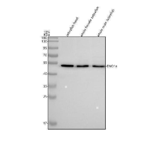 Anti-Zebrafish ENO1a Antibody Picoband® Boster Bio
