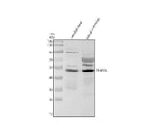 Anti-Zebrafish TFAP2A Antibody Picoband® Boster Bio