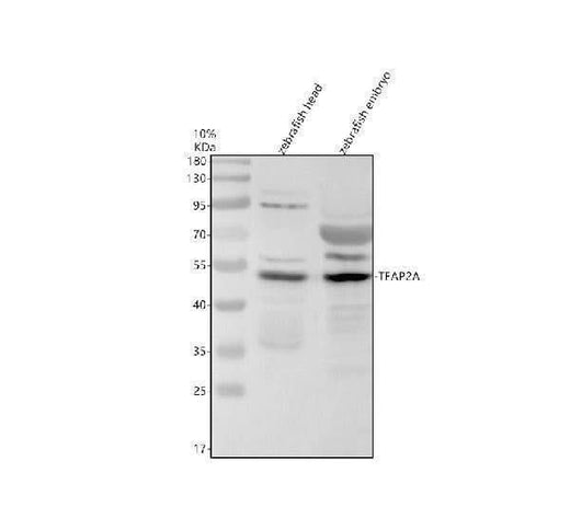 Anti-Zebrafish TFAP2A Antibody Picoband® Boster Bio