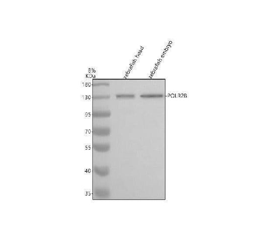 Anti-Zebrafish POLR2B Antibody Picoband® Boster Bio