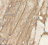 Anti-Zebrafish NPEPPS Antibody Boster Bio